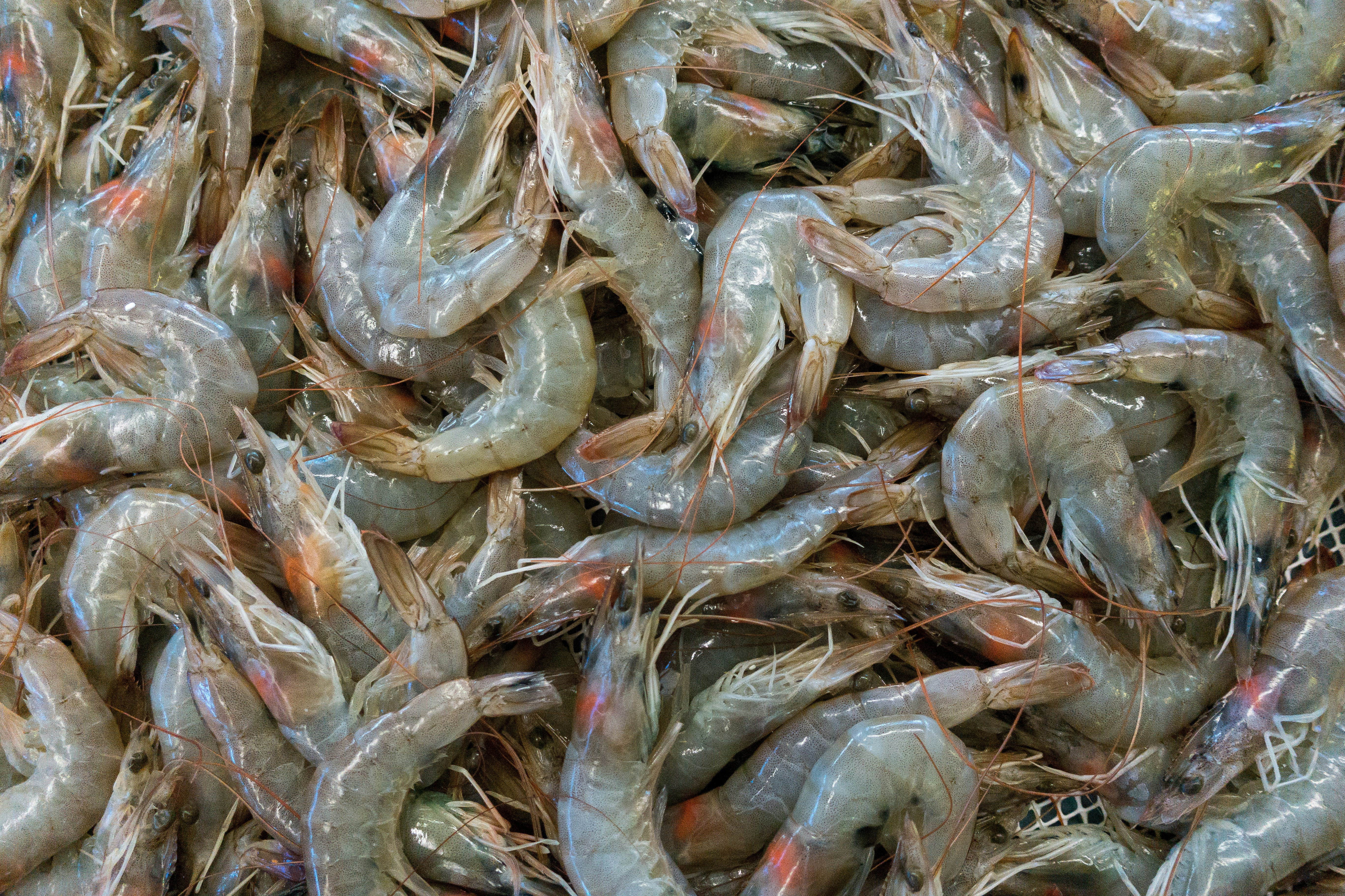Medium Prawns